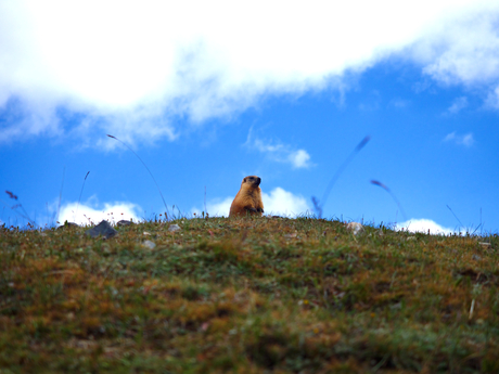 Marmot in de bergen 