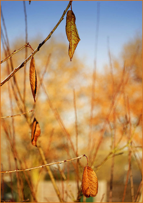 herfst..................................