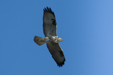 buizerd