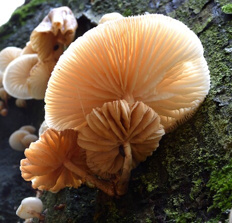 Zwammen & paddenstoelen