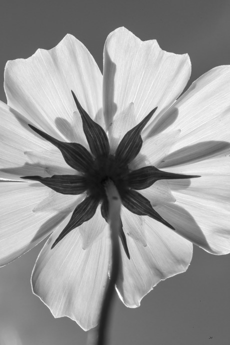 Zon, bron van groei en bloei