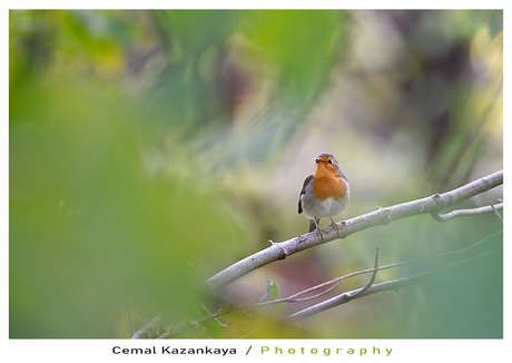 Roodborst