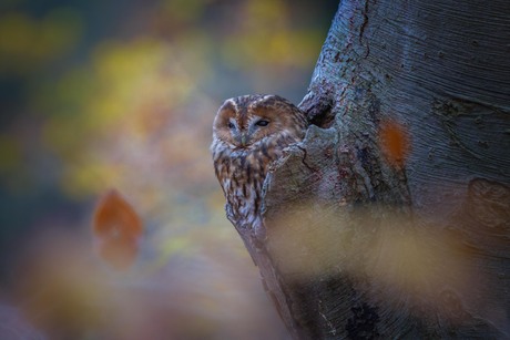 Herfst bij een Bosuil