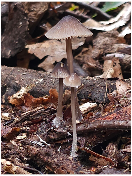 Mycena galopus nigra