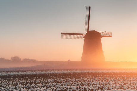 Magische zonsopkomst bij de molens van Schermerhorn