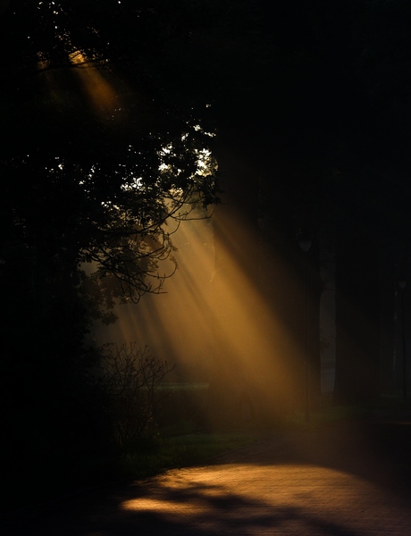Rayons de soleil perçant.