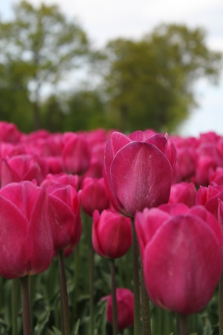 Pink tulips