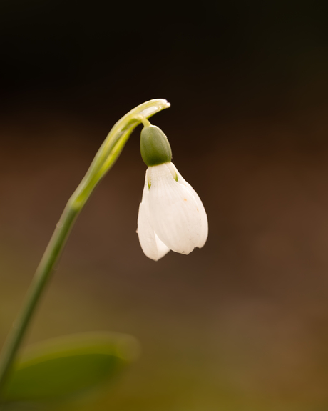 Sneeuwklokje in Groningen bij Selwerderhof.