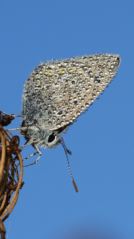 Icarusblauwtje met dauwdruppels 