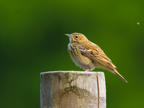 Boompieper - Heumensoord