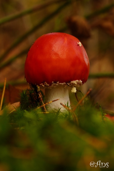 Paddenstoelen