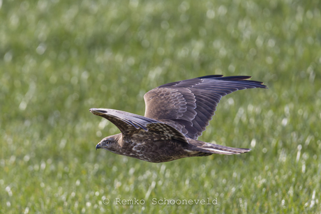 Scherende Buizerd