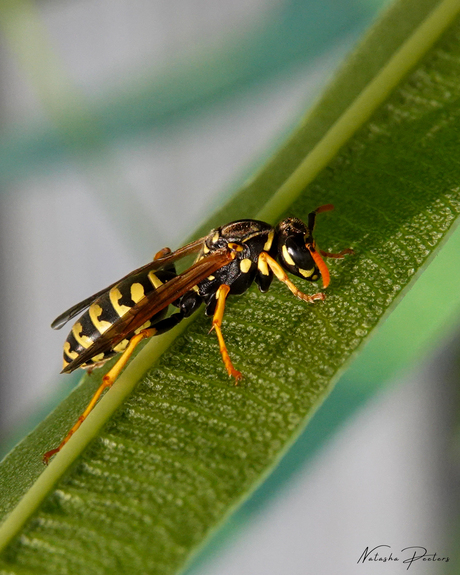 || Franse Veldwesp ||