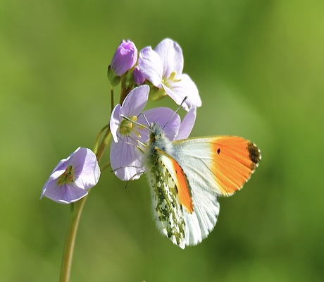 Veel pinksterbloemen nu..