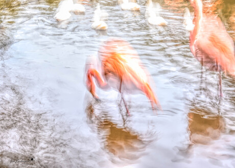 Dans van de Roze Sluier.