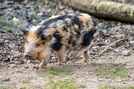 Kunekune