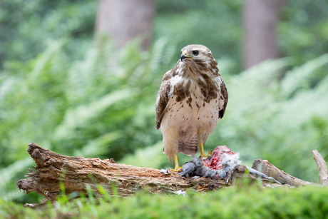 buizerd