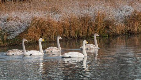 Wilde zwanen