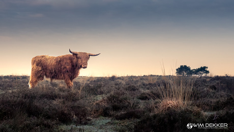 De Wachter van de Serengeti..