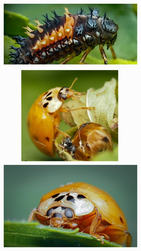 Lieveheersbeestje "geboren"