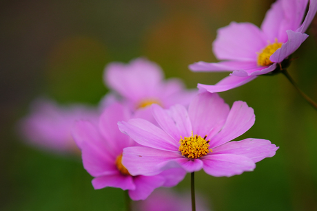 Herfstbloemen in de wijktuin