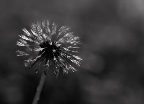 Paardenbloem