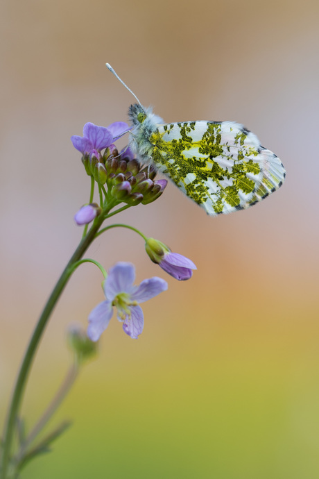 In het avond zonnetje
