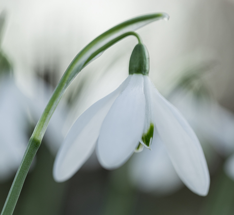 Sneeuwklokjes in de tuin.