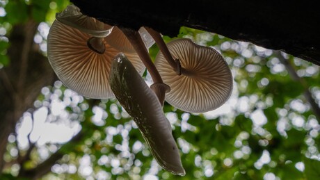 Porselein paddenstoel onder de boom