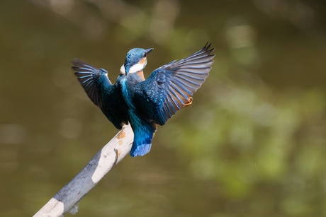 Remmen voor de landing .