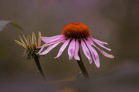 Echinacea angustifolia