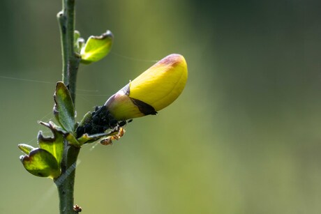 Geel in de knop met miertje