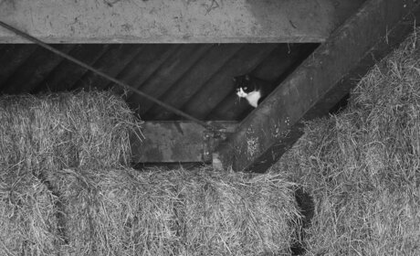 Le chat et la souris.