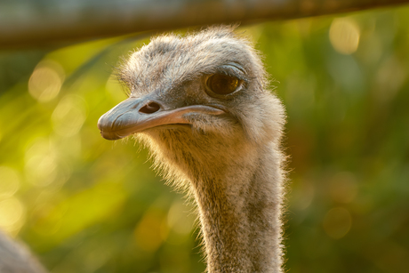 Struisvogel portret