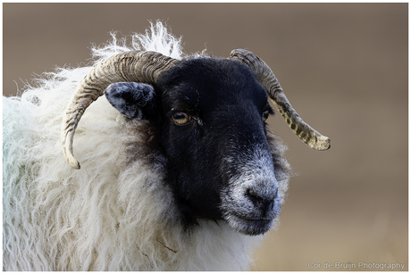 Schaap