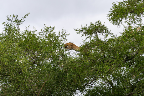 Leopard Jump