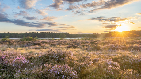 Stralende heide