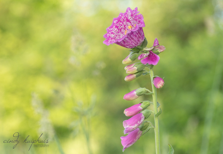 pelorische topbloem