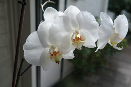 orchidee