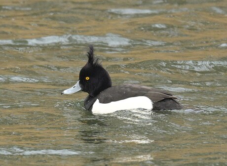Kuifeend (m) heeft wind mee.