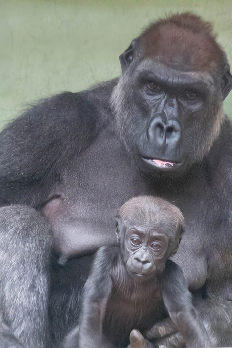  gorilla met jong