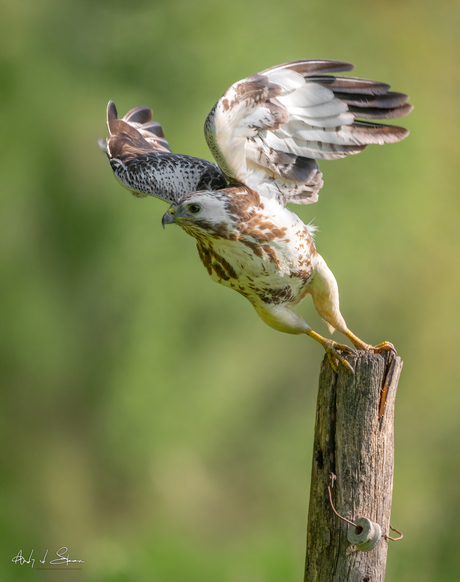 buizerd