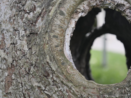 Doorkijkje in fruitboom. 