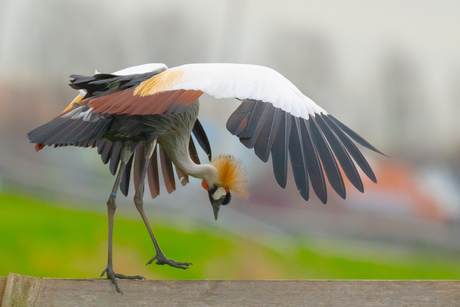 Elegantie met buiging