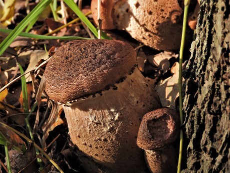 Bruine paddenstoelen