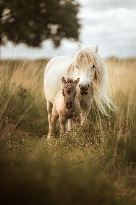 Wilde paardjes
