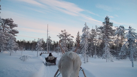 Rendier tocht Lapland
