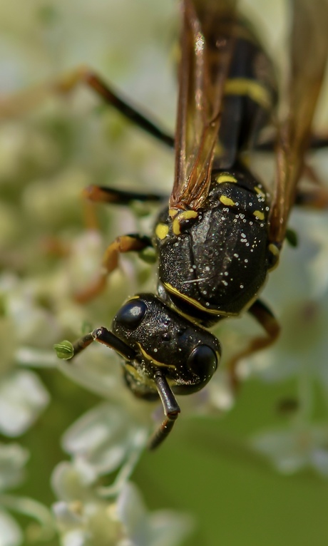 Duitse wesp ( als ik het correct heb ;) 