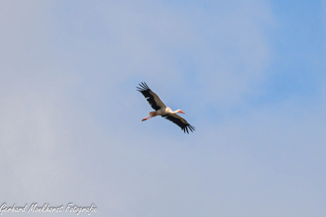 In de vlucht