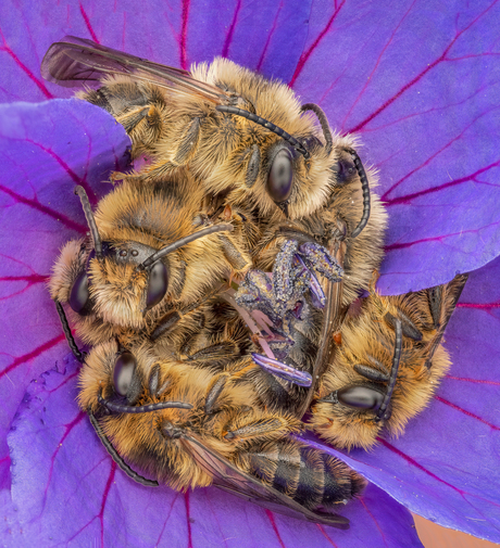 Groot bijenfeest